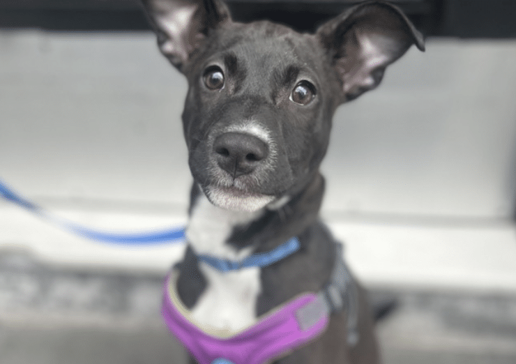 Shelly, a black and white terrier mix available for adoption at Social Tees in NYC